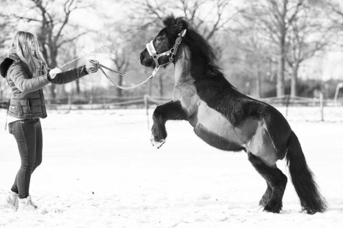 pferdeshooting, pferdefotografie, pferdeshooting hamburg, pferdefoto, professionelle Pferdefotos, professionelles pferdeshooting, individuelle pferdefotos, pferdeportraits, shetty fotos, friese fotografie, portrait mit Pferd, Shooting mit Pferd, pferdefotografie im Schnee